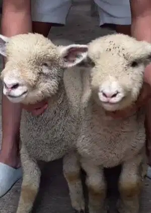 sepasang anakan bibit domba merino 4 bln 1 jantan 1 betina exotik unik