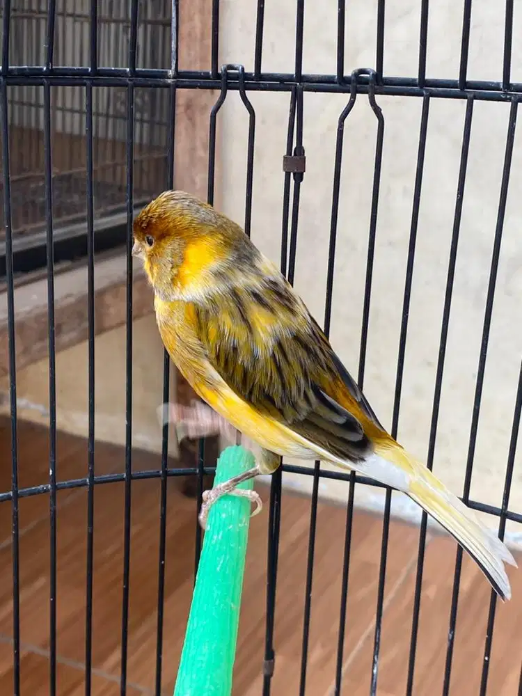 Burung Kenari Gacoran seri AF