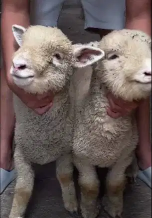 sepasang anakan bibit cempe domba merino 4 bln 1 jantan 1 betina unik