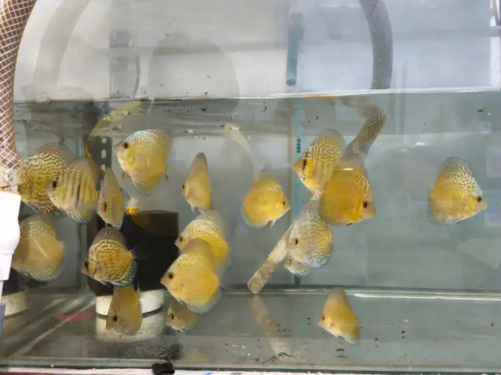 Jual ikan discus