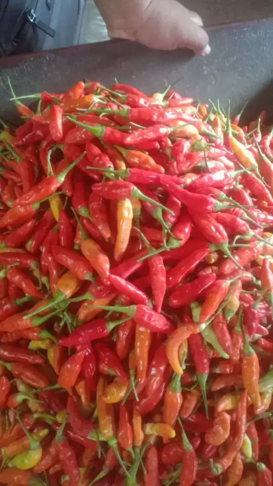 percabean oro pedes tawit, keriting, ijo