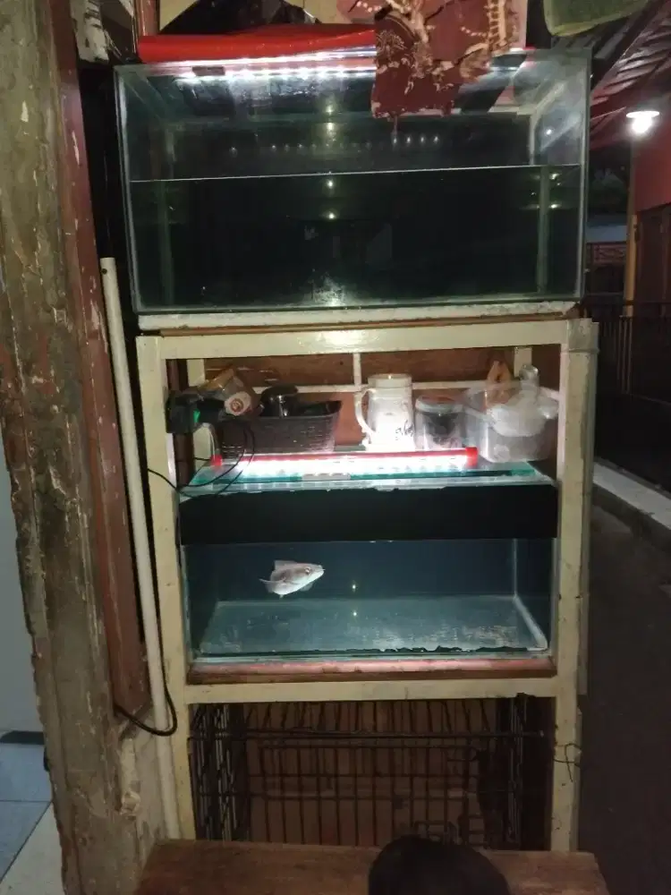 Chana red barito