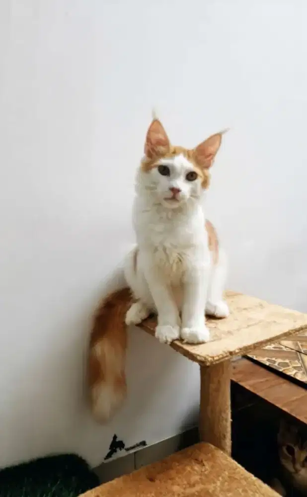 Kitten MaineCoon Betina Pure No mix. Induk Cfa Show Quality