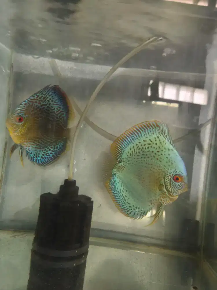 Jual discus pair