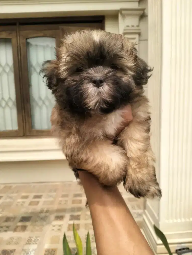 Puppy Shihpoo betina cantik