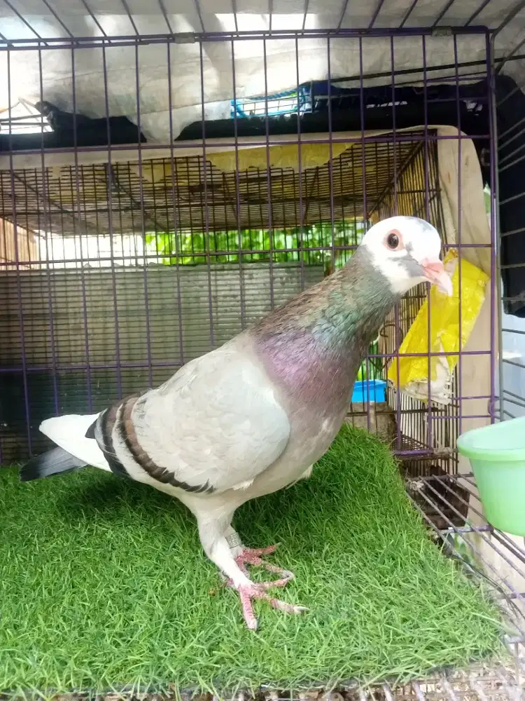 Burung Dara Betina Pacek