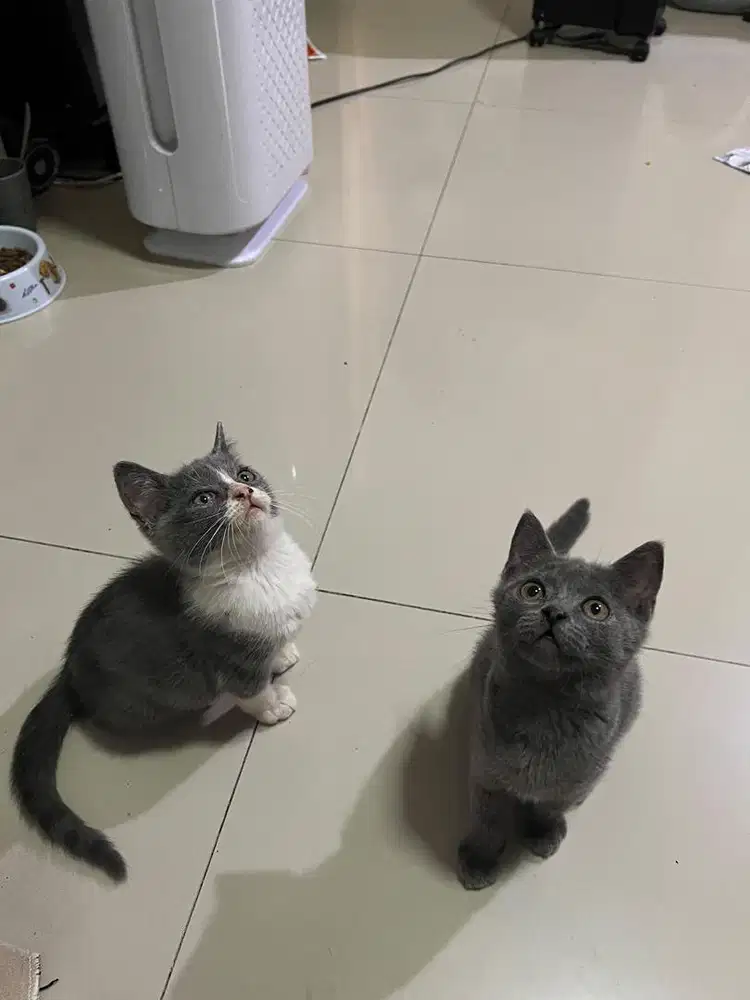 READY ADOPT BSH JANTAN