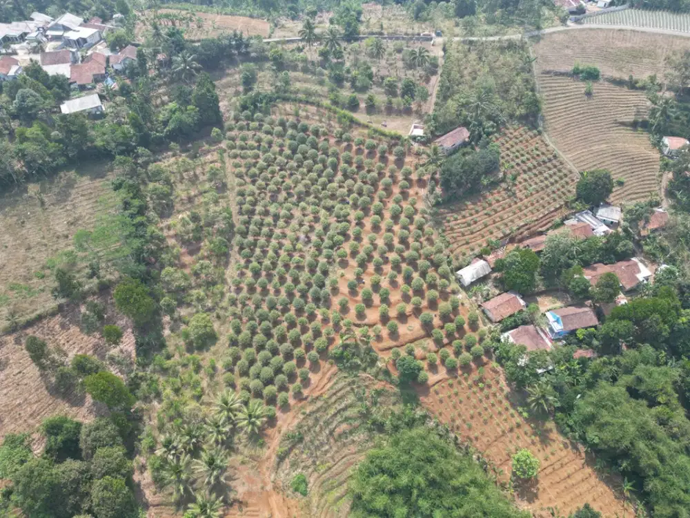 Dijual Cepat Tanah Kebun.. Pemilik Langsung.. BU