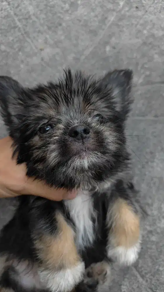 Anak Anjing Ras Campuran