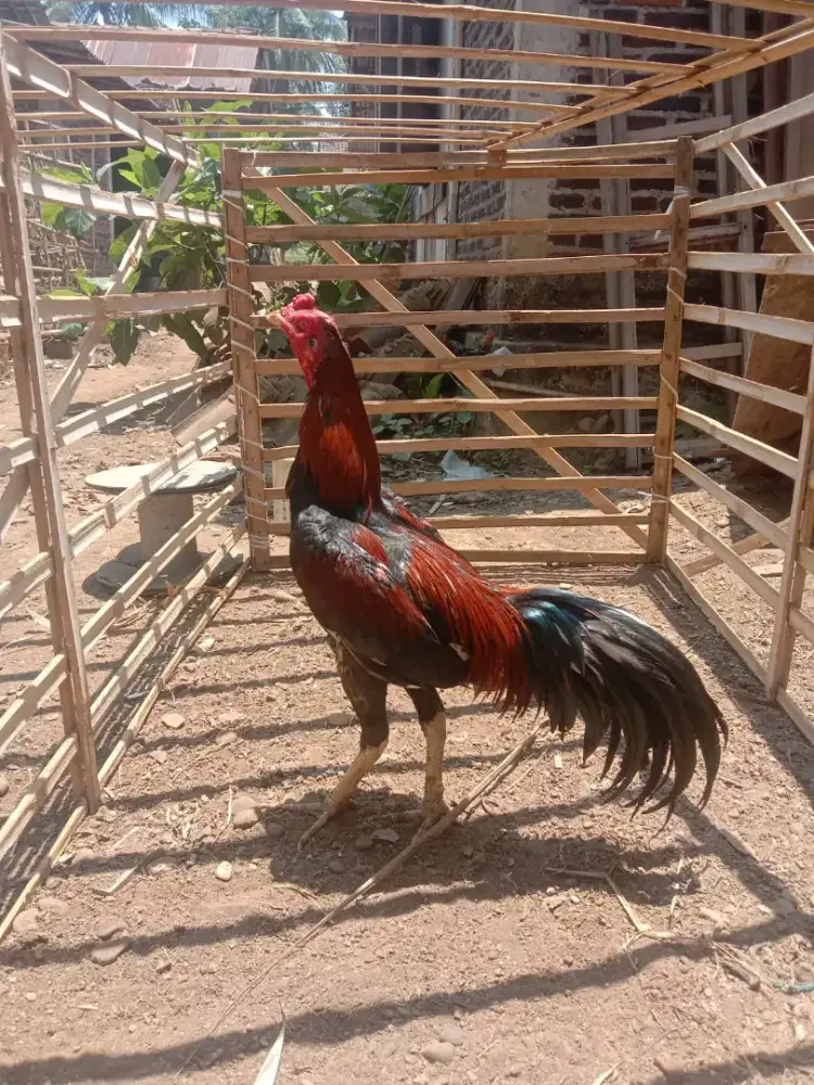 Ayam bangkok klasik surowatu