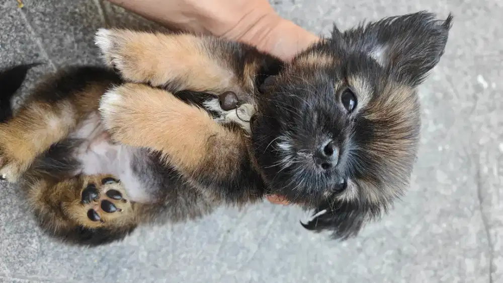 Anak Anjing Ras Campuran