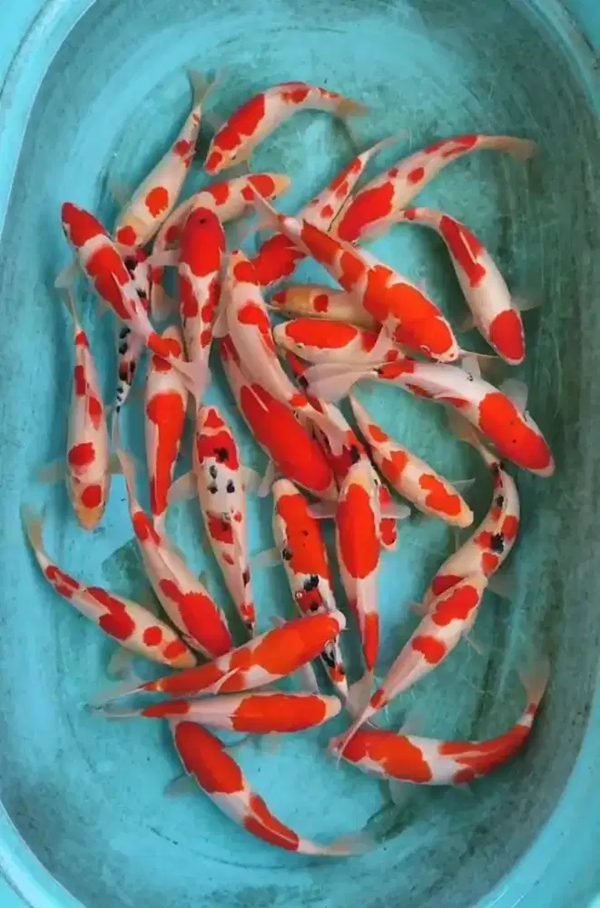 IKAN KOI AREA SLEMAN 24 JAM