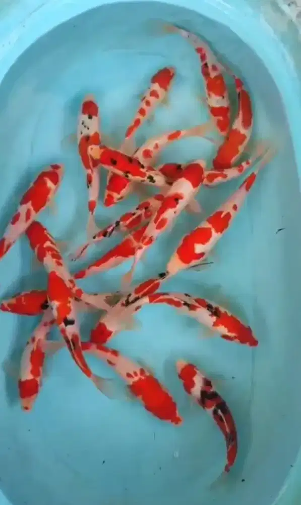 IKAN KOI KOHAKU DAN SANKE 24 HOURS