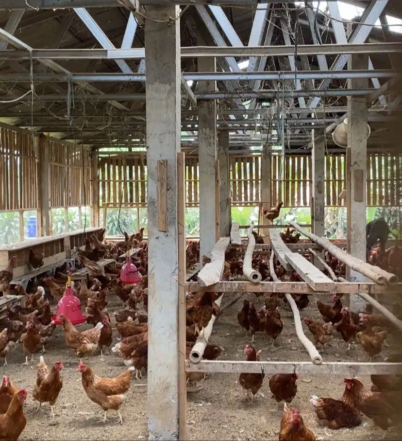Ayam doc pokphand jumlah sekitar 1000