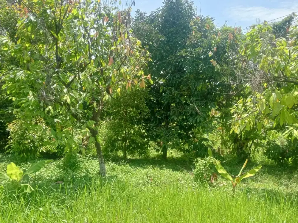 Dijual Tanah Kebun Murah Lokasi Strategis Dekat dengan Pemukiman