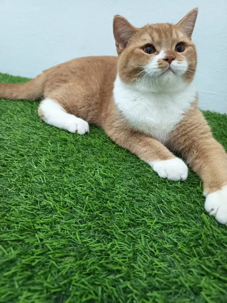 British shortshair bico oyen jantan