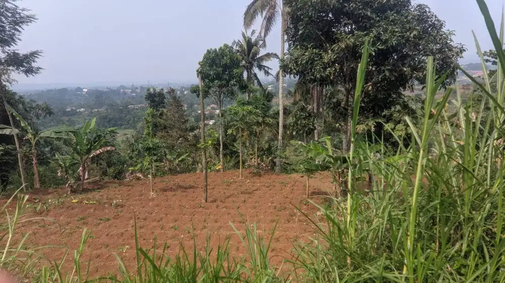 Dijual Tanah Kebun 2.000 m² – Caringin, Bogor | ±2 km ke Pintu Tol Boc