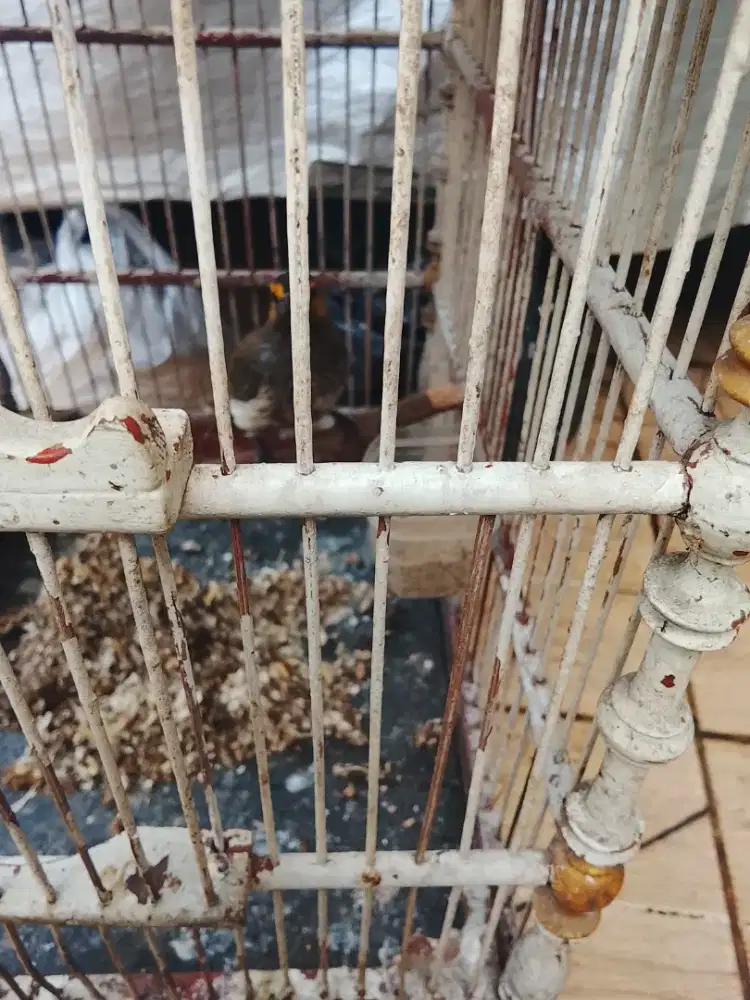 Jual burung cak willis