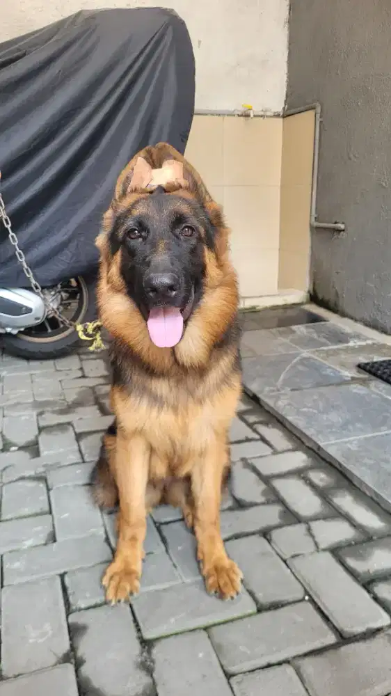 Anakan import Herder