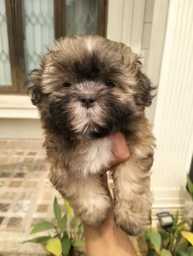 SHIHTZU POODLE/ SHIPOO
