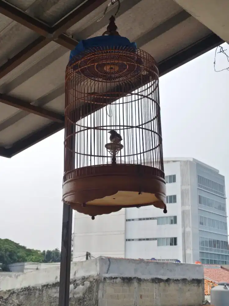 Sangkar isinya sudah jadi nikmati aja