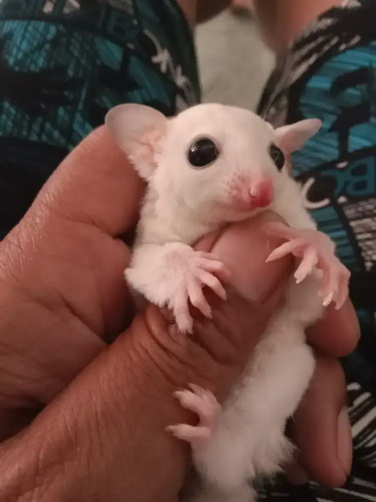 Joy leucistik sugar glider