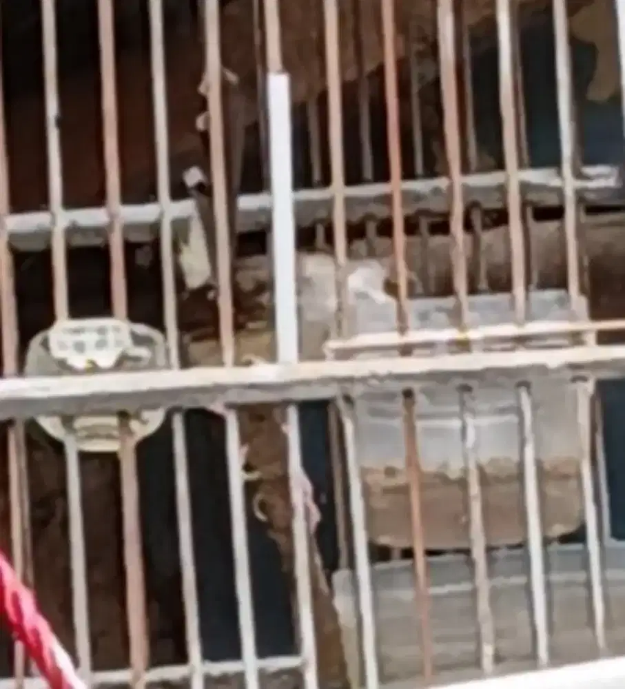 Burung ciblek semi