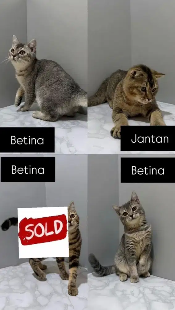 Kitten British X Scottish fold
