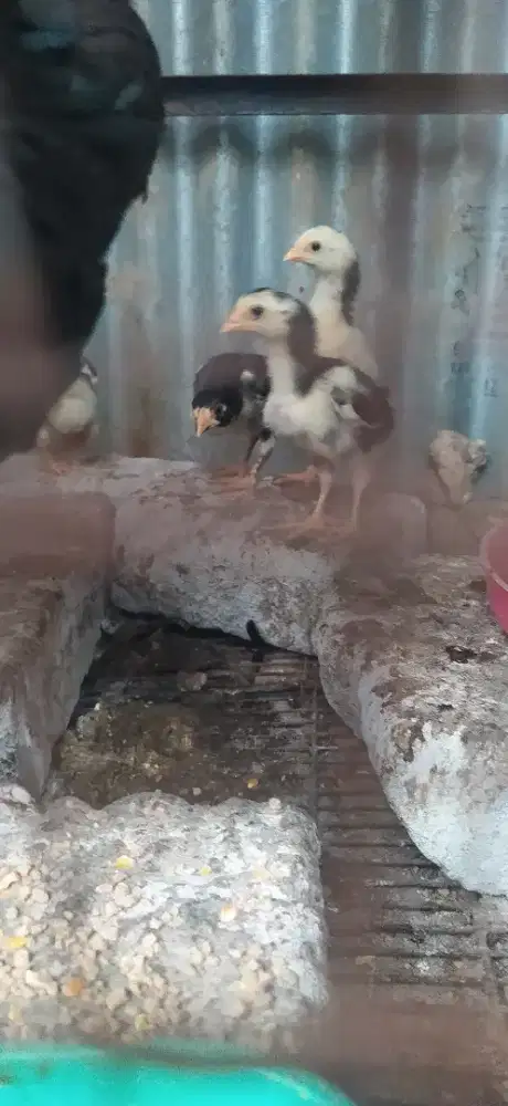 Anak  ayam bangkok clasic, usia  3  minggu