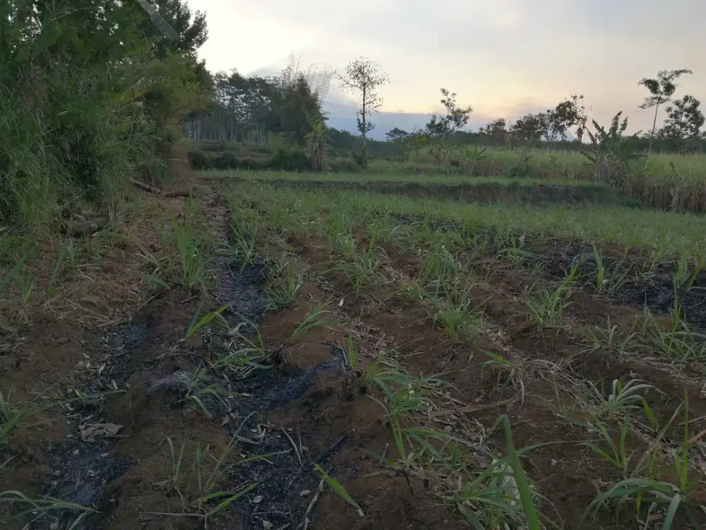 Jual Tanah Starategis Siap Bangun di Wagir Malang