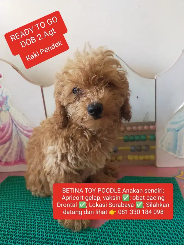 READY TO GO... BETINA TOY POODLE APRICORT GELAP