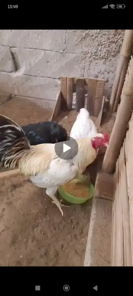 Ayam Kampung Indukan dan Jantan
