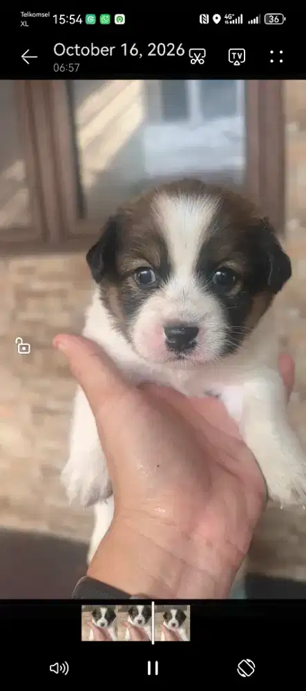 Anak anjing mix