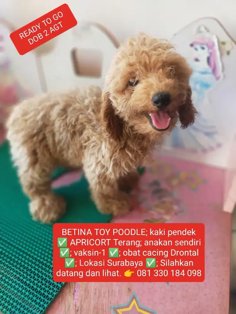 READY TO GO... BETINA TOY POODLE APRICORT TERANG