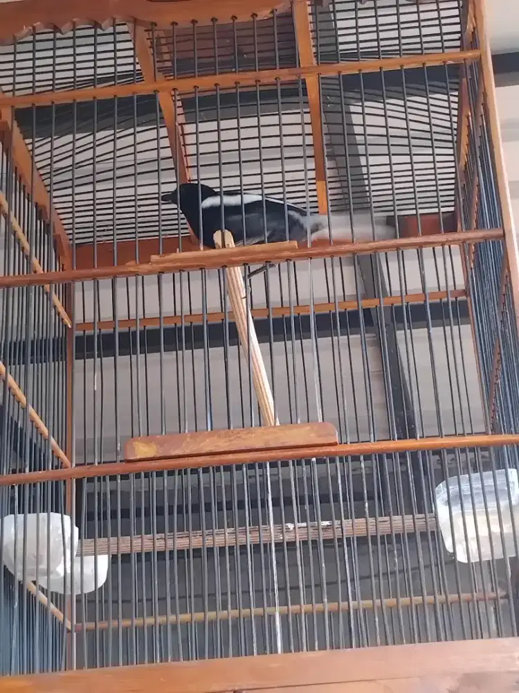 Jual cepat 2burung gacor full set