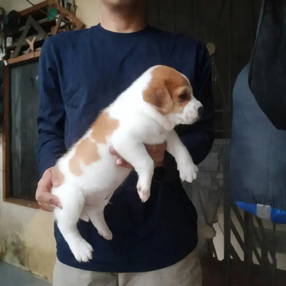 Anak anjing ras besar gemoy