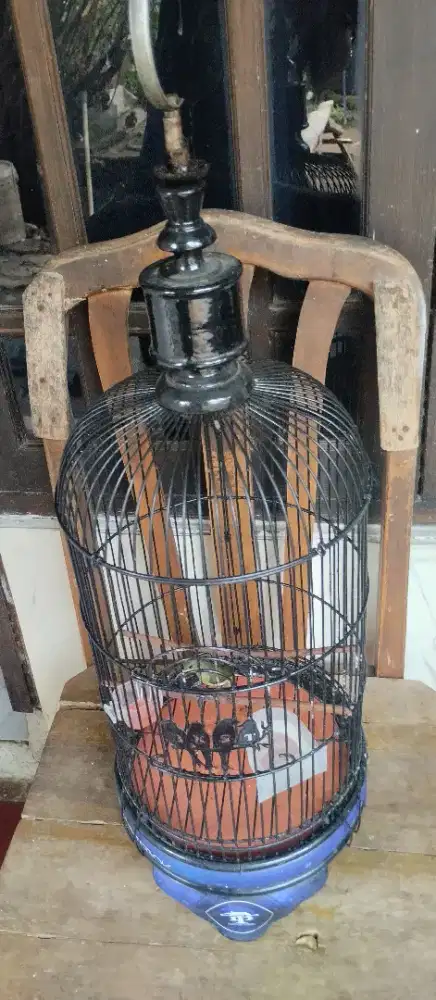 Konin ijoan plus kandang
