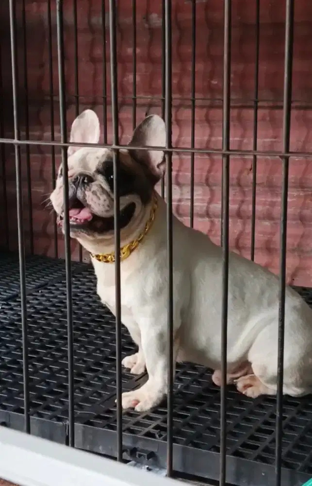 Franch bulldog mulus dan bersih