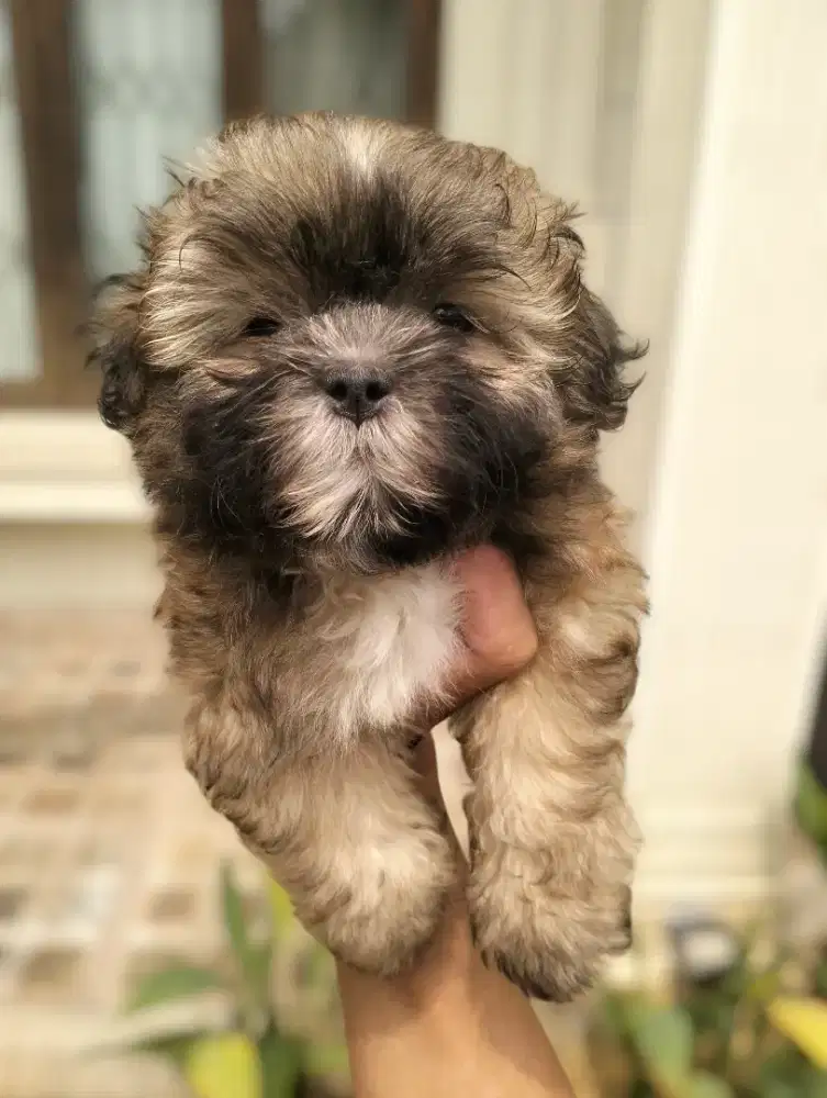 SHIHTZU MIX POODLE SHIPOO