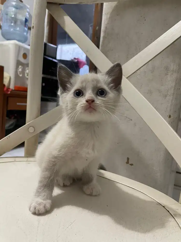 Anak kucing campuran