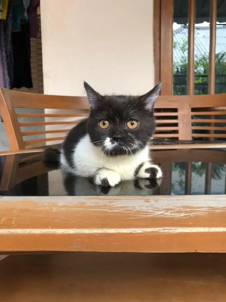 Munchkin bsh bico betina