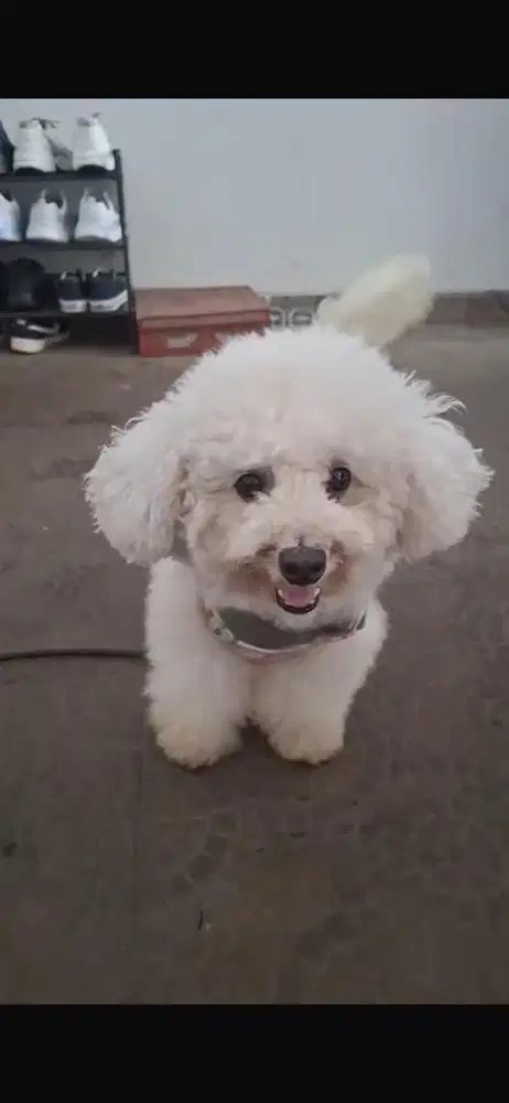 Bichon Prise korea