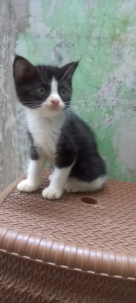 Kucing BSH mix Scottish betina
