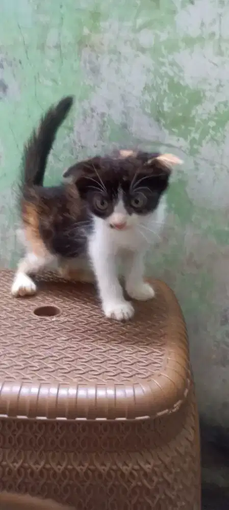 Kucing BSH mix SF telon betina