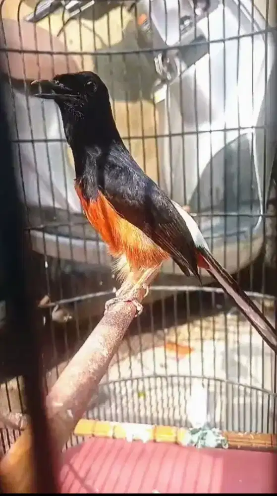 Murai batu Medan gacor