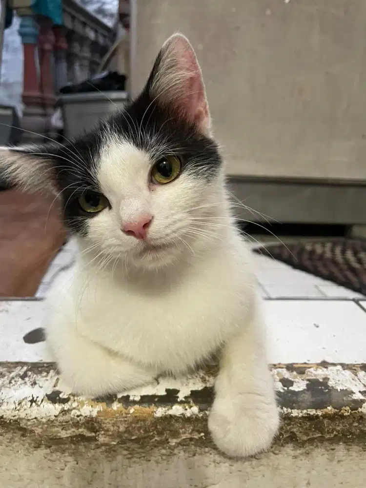 kucing campuran