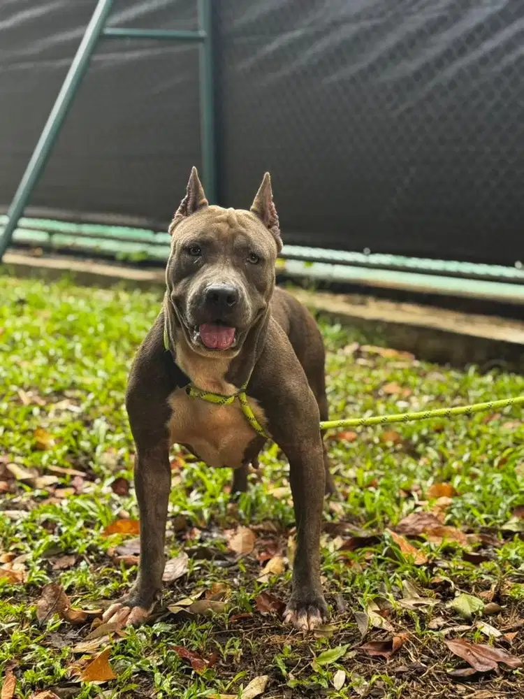 INDUKAN PITBULL BETINA