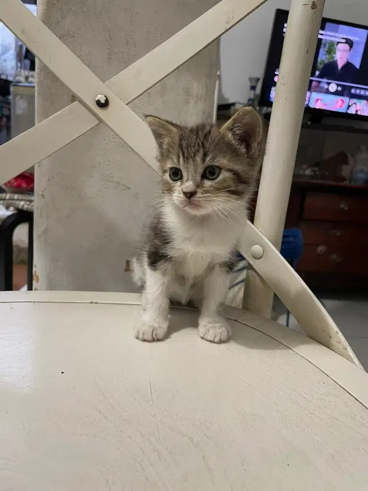 Anak kucing campuran