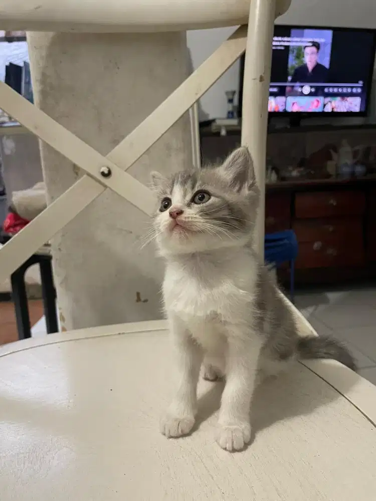 Anak kucing campuran