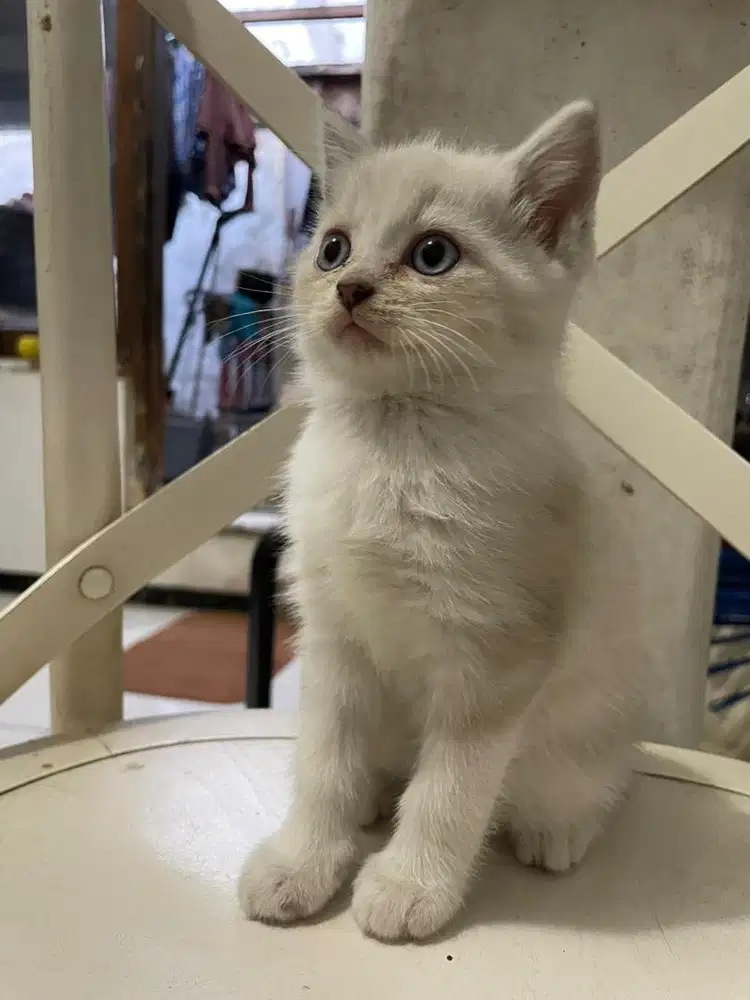 Anak kucing campuran
